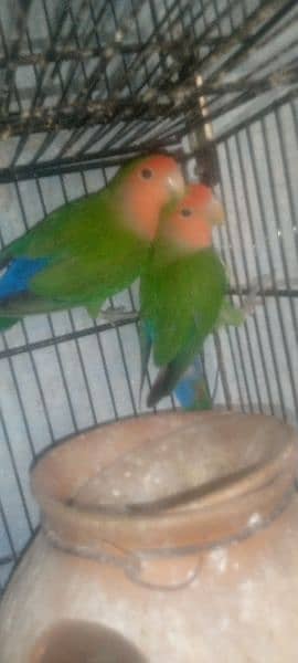 Lovebirds Breeder pair 3