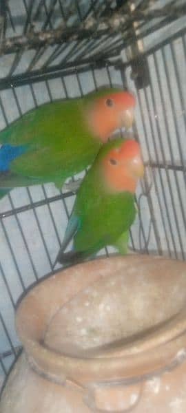Lovebirds Breeder pair 4