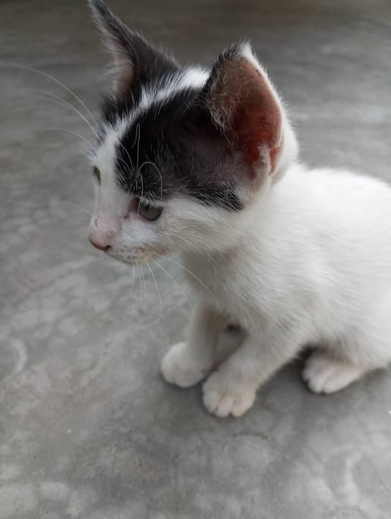 BEAUTIFUL KITTENS FOR ADOPTION 3