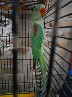 Raw Parrot Age 06 months 0