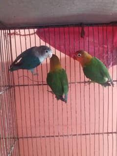 fisher lovebird or blue pasnata