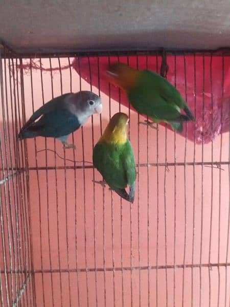 fisher lovebird or blue pasnata 1