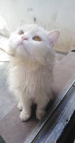 male cat sell 3 cort
