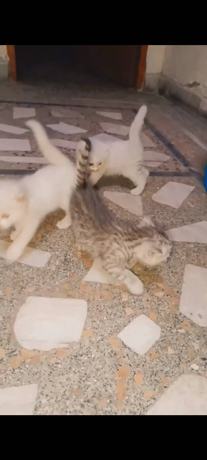 Persian Kittens 0