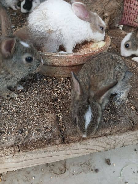 baby rabbits 1