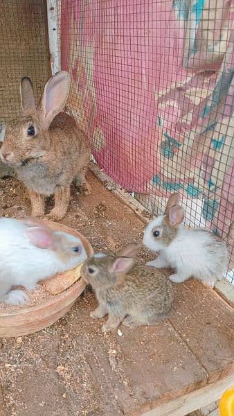 baby rabbits 3