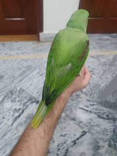 Raw Parrot 0