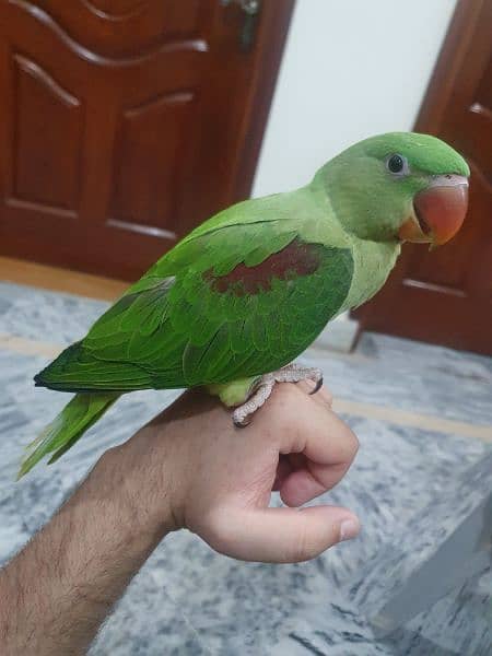 Raw Parrot 1