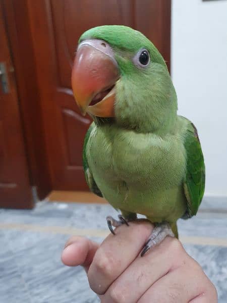 Raw Parrot 2