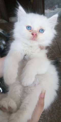 Female white Persian Kitten