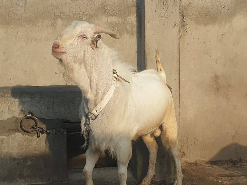 qurbani Bakra 8