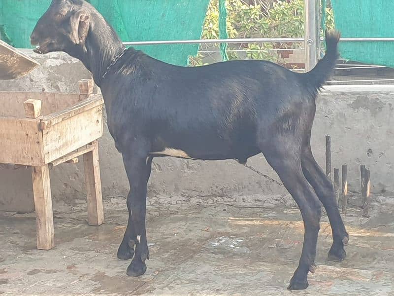 qurbani Bakra 9