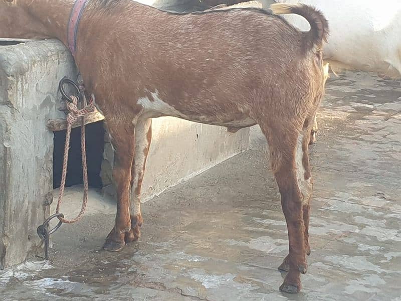 qurbani Bakra 10