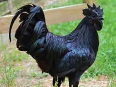 Black chiken Breed 0