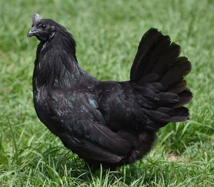 Black chiken Breed 1