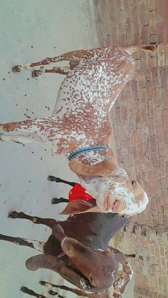 A pair of two male brown goats 5