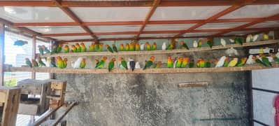 Lovebirds pathay and breeder, albino, green, blue, parblue, opaline
