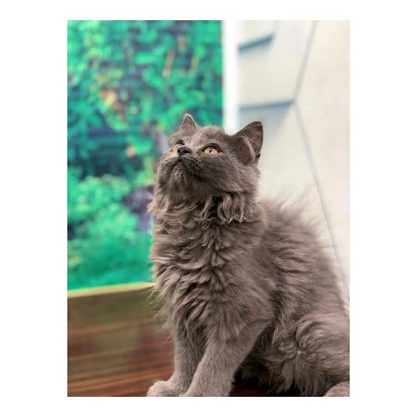 Persian hamalian british punch face piki face cat's and kitten's 2