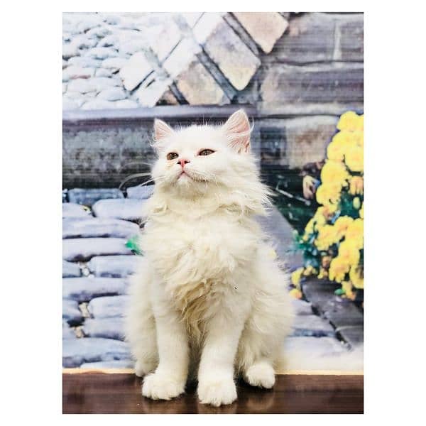 Persian hamalian british punch face piki face cat's and kitten's 5