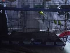 Australian Parrots Pairs With Cage Setup