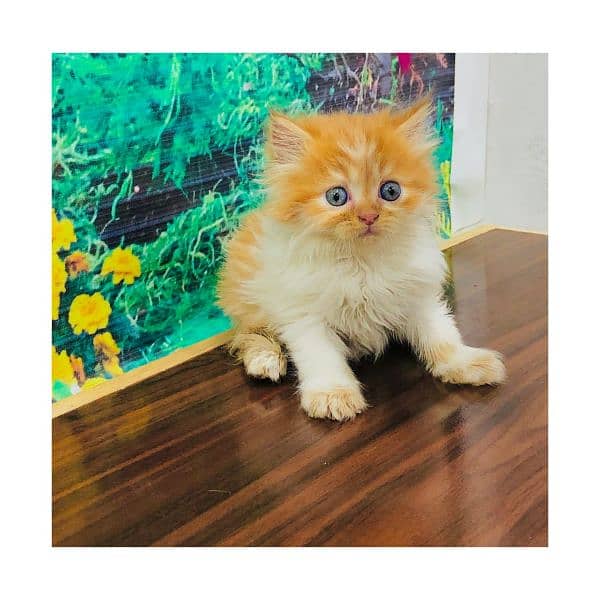 Persian hamalian british punch face piki face cat's and kitten's 3