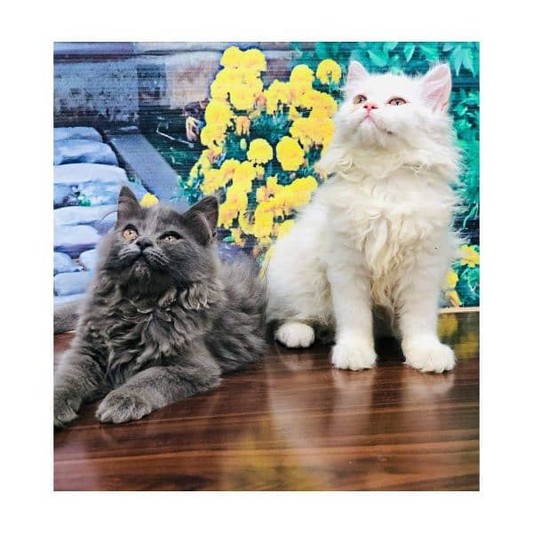 Persian hamalian british punch face piki face cat's and kitten's 4