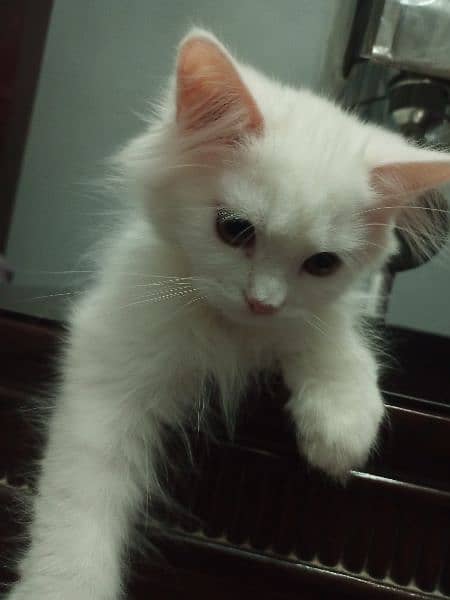 Triple coated persian cat for sale 3