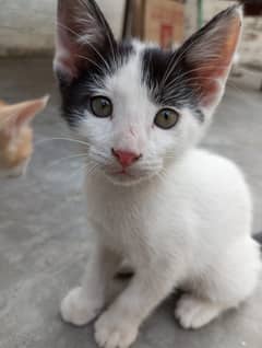 kittens beautiful for adoption
