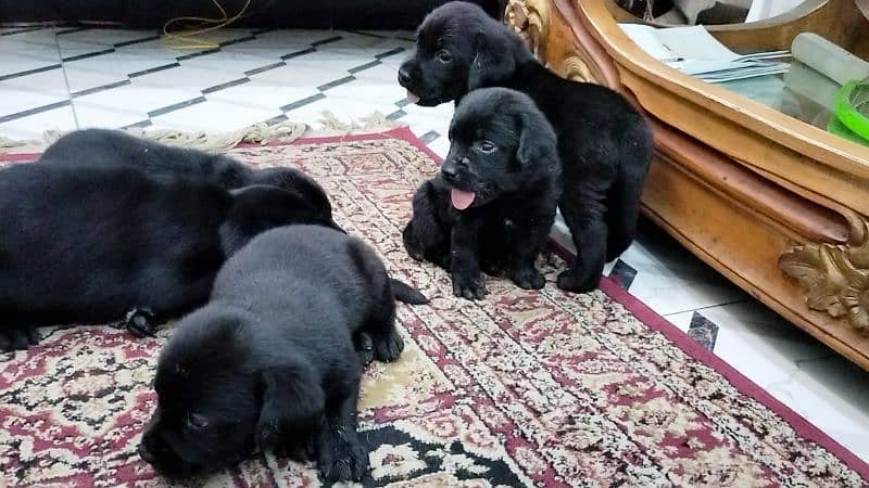 Labrador Puppies for Sale 0