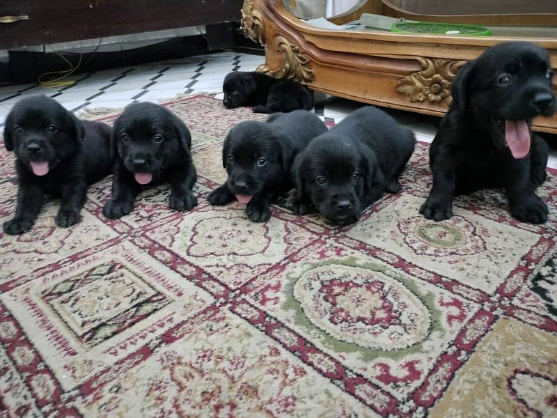 Labrador Puppies for Sale 1