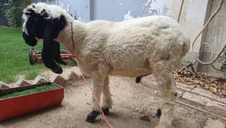 7 months sheep for sale in reasonable price alive weight 38 kg