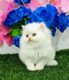 High qulality persian kittens