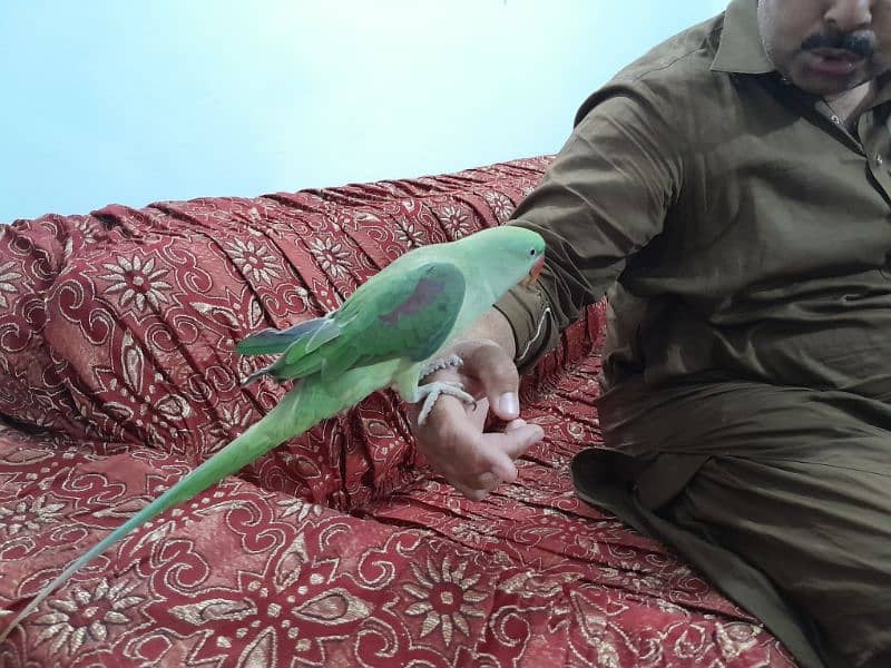 Kashmiri Raw Female Talking Parrot 5