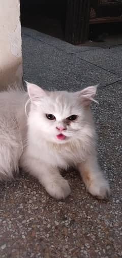 Urgent Triple Coated Persian Cats For Sale