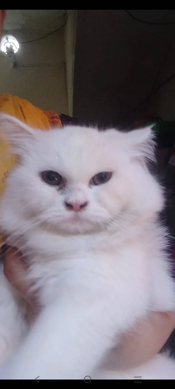 Urgent Triple Coated Persian Cats For Sale 1