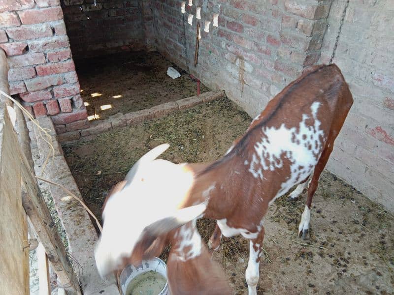 Pure Makhi cheni Bakri for sale fresh cross 0