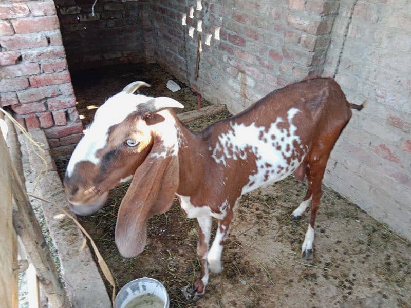 Pure Makhi cheni Bakri for sale fresh cross 1