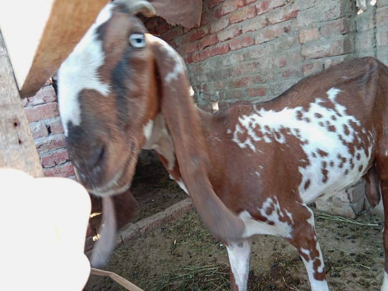 Pure Makhi cheni Bakri for sale fresh cross 2