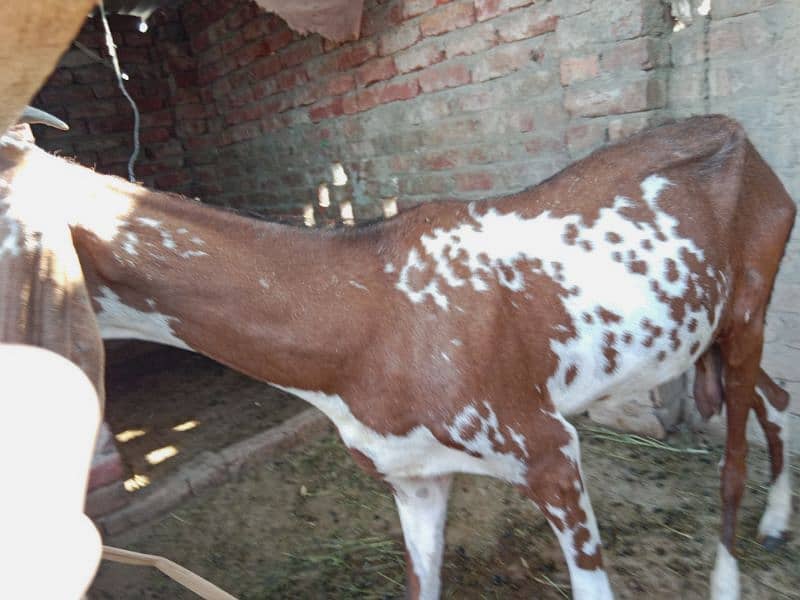 Pure Makhi cheni Bakri for sale fresh cross 5