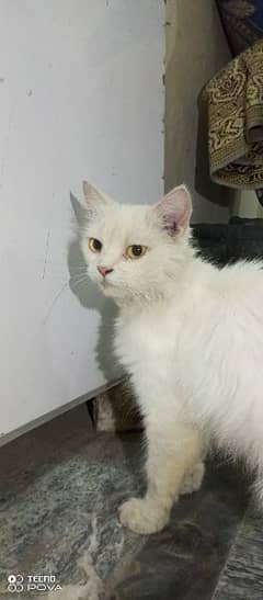 A white Persian female cat for sale urgently. Only for serious buyers. 0