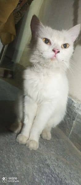 A white Persian female cat for sale urgently. Only for serious buyers. 1