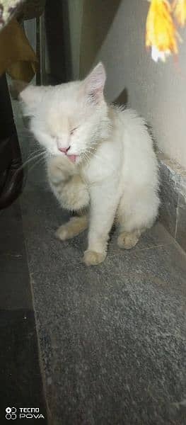 A white Persian female cat for sale urgently. Only for serious buyers. 2
