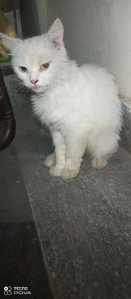 A white Persian female cat for sale urgently. Only for serious buyers. 3