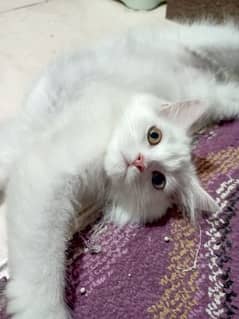 Purebred Triple-coated White Persian kittens Available!