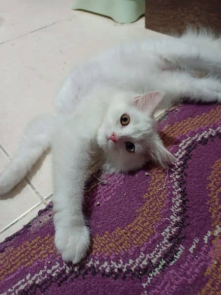 Purebred Triple-coated White Persian kittens Available! 1