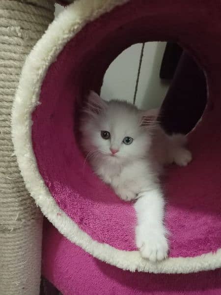 Purebred Triple-coated White Persian kittens Available! 2