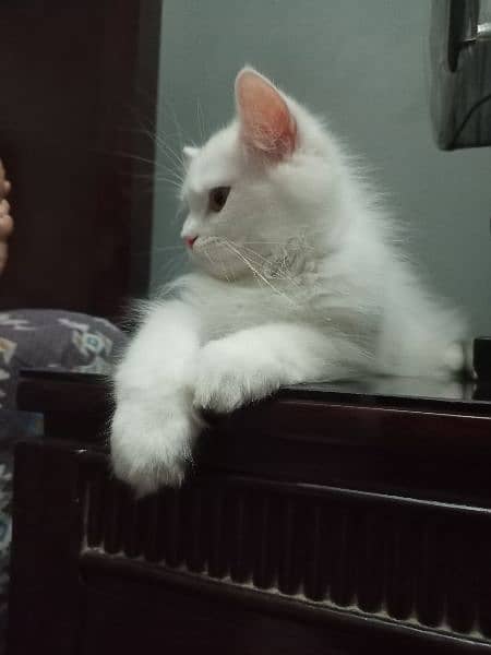 Purebred Triple-coated White Persian kittens Available! 4