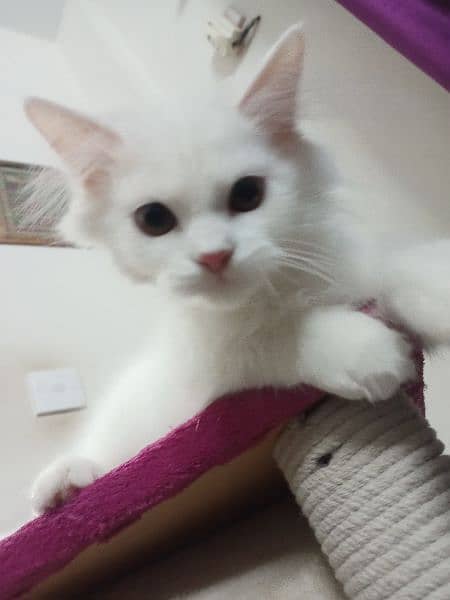 Purebred Triple-coated White Persian kittens Available! 5