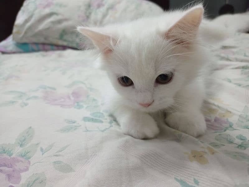 Purebred Triple-coated White Persian kittens Available! 6