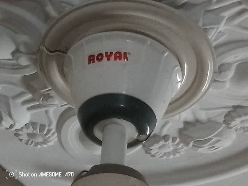 Royal selling Fan five 05 0